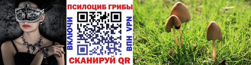 Галлюциногенные грибы Psilocybe  даркнет сайт  Сольцы 